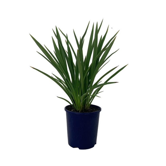 2L Flax - Phormium emerald Gem