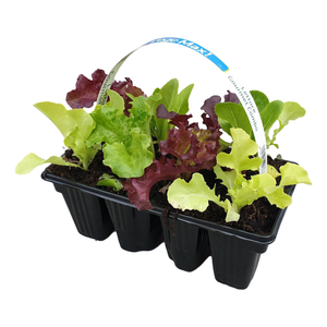 8 Cell Lettuce Gourmet Combo - Lactuca sativa