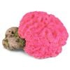 Kazoo Fluro Brain Coral Pink (18901)