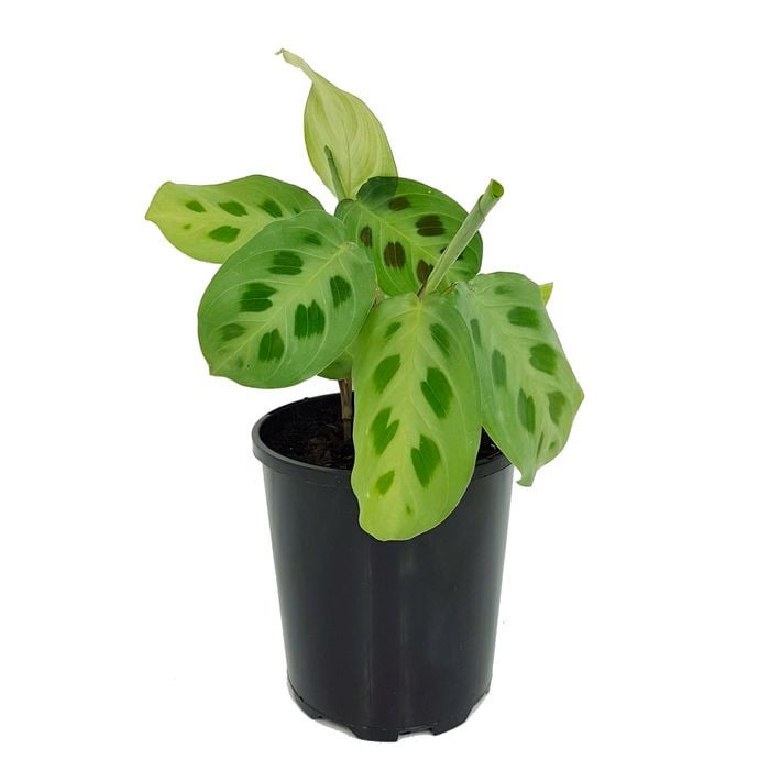 125mm Prayer Plant - Maranta leuconeura Kerchoviana