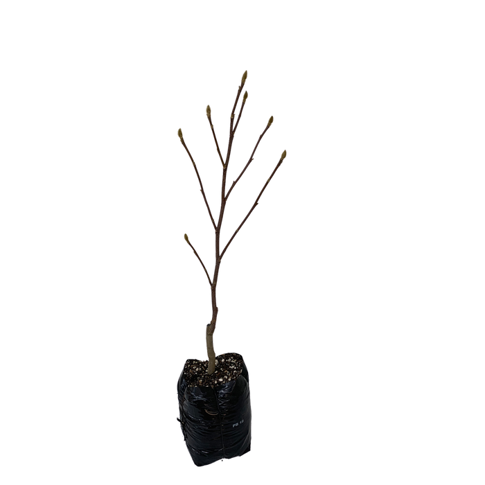 500mm Magnolia - Magnolia heaven Scent