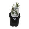 95mm Food for Life Range Rosemary - Rosmarinus officinalis