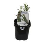 95mm Food for Life Range Rosemary - Rosmarinus officinalis