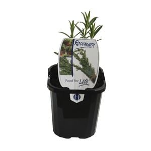 95mm Food for Life Range Rosemary - Rosmarinus officinalis
