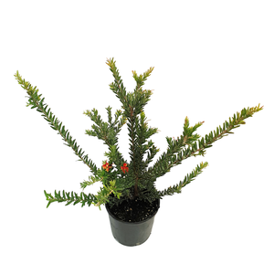 140mm Grevillea Fireworks