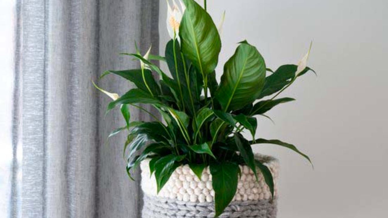 Spathiphyllum (Peace lily) growing in a white pot.]