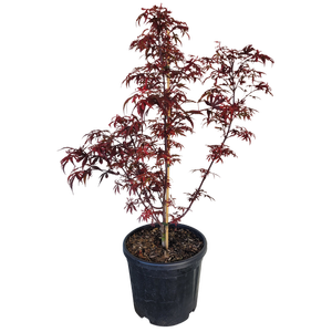 10L Japanese Maple - Acer palmatum Shaina
