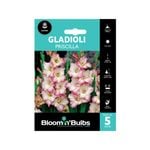 Plant Bulbs