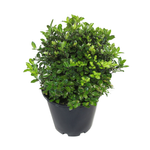 4.5L Pittosporum Goldenball - Pittosporum tenuifolium