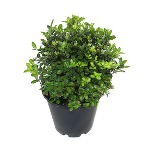 4.5L Pittosporum Goldenball - Pittosporum tenuifolium