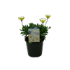 1.5L Voltage White Lightening - Osteospermum ecklonis