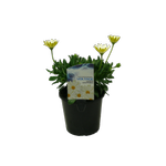 1.5L Voltage White Lightening - Osteospermum ecklonis