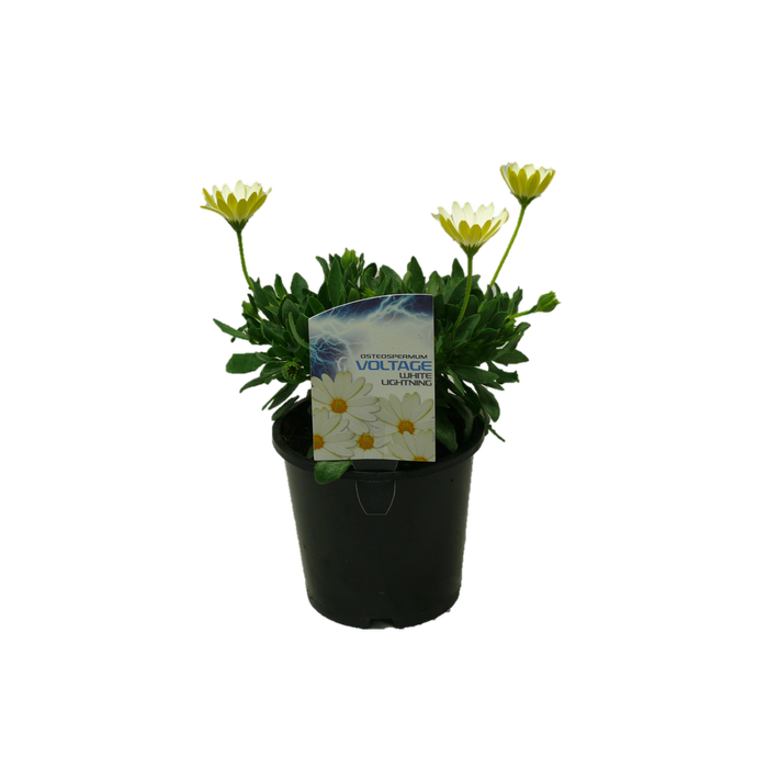 1.5L Voltage White Lightening - Osteospermum ecklonis
