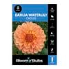 Bloomin Bulbs Dahlia Croles 1 Pack