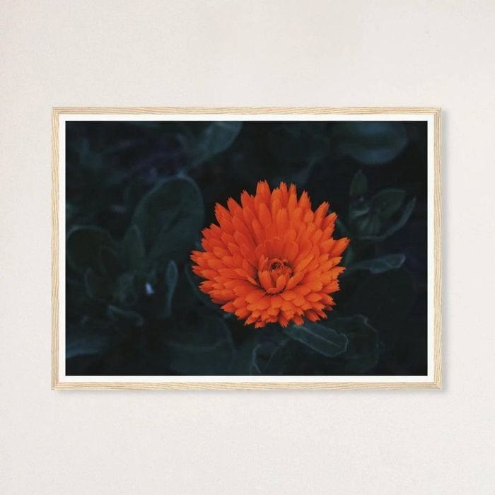 Galrie Kabloom Bright Red Flower Fine Art Photography Print for Home Decor, Wood Frame, A3 30 x 42cm (12 x 16inch)