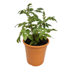 180mm Atherton Raspberry - Rubus