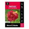 Bloomin' Bulbs Daylily Cutting Edge - 1 Pack