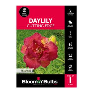 Bloomin' Bulbs Daylily Cutting Edge - 1 Pack