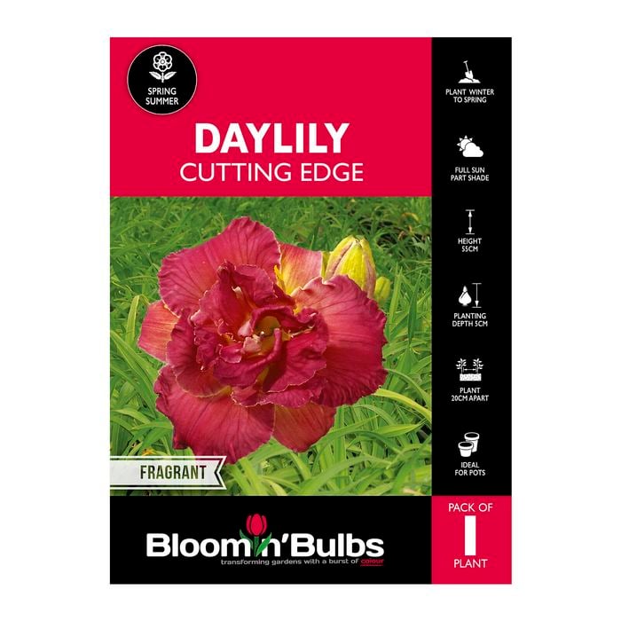 Bloomin' Bulbs Daylily Cutting Edge - 1 Pack