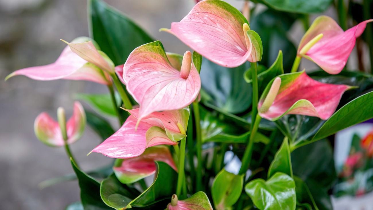 Closeup of lily flower