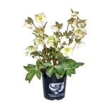 170mm Hellebore - Helleborus Molly's White