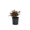 200mm syzygium Toffee Apple