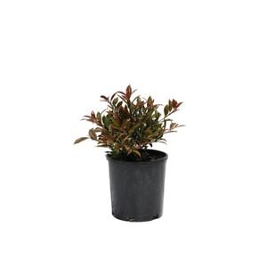 200mm syzygium Toffee Apple