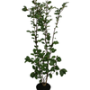 2.5L Cobb - Griselinia littoralis