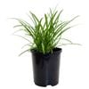 140mm African Lily Star Gazer - Agapanthus praecox