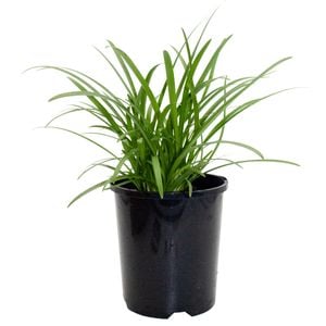 140mm African Lily Star Gazer - Agapanthus praecox