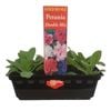 Punnet Petunia Double Mix - Gold Flower Range