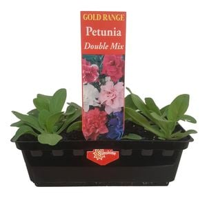 Punnet Petunia Double Mix - Gold Flower Range