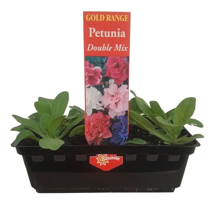 Punnet Petunia Double Mix - Gold Flower Range