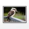 Laughing Kookaburra On Railings  Print 100% Australian Made 120x90cm  (poster)