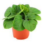 120mm Peperomia Rana Verde  - Peperomia albovittata Rana Verde