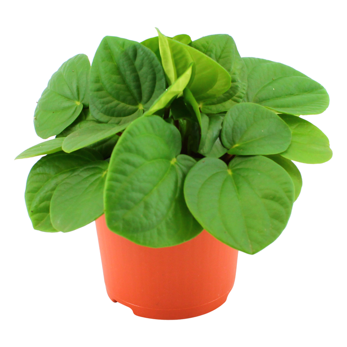 120mm Peperomia Rana Verde  - Peperomia albovittata Rana Verde