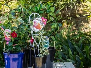 A beautiful bambinos boug plant, these are excellent plants for large containers or hanging baskets.