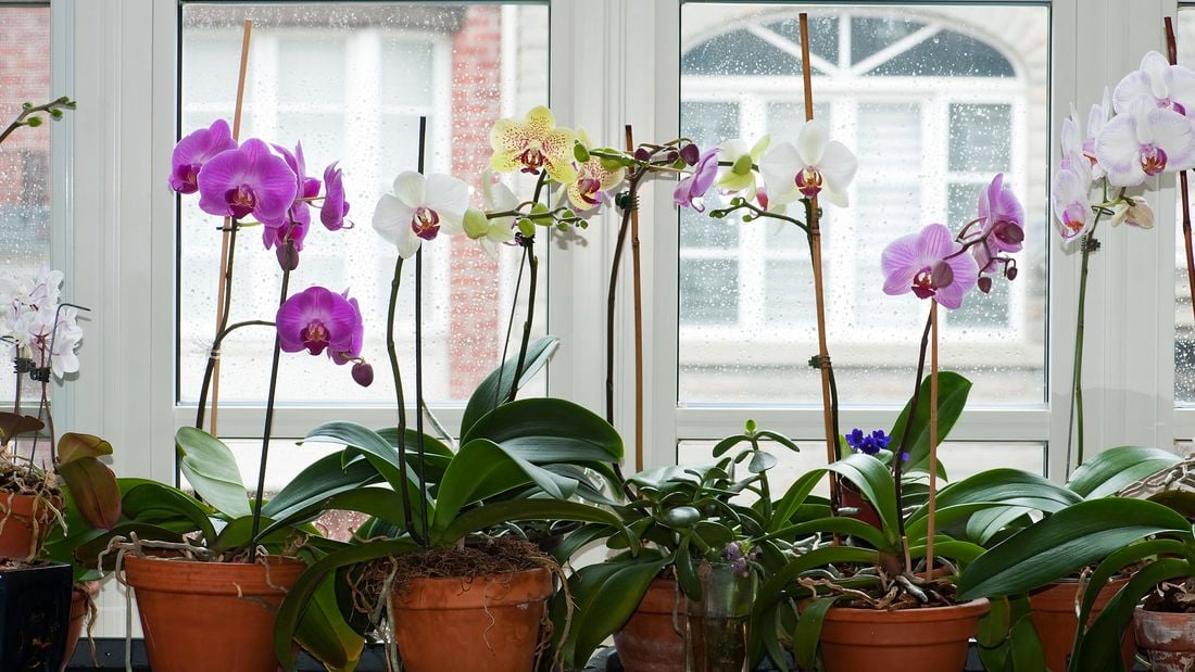 A selection of pink, white and yellow phalaenopsis orchids.