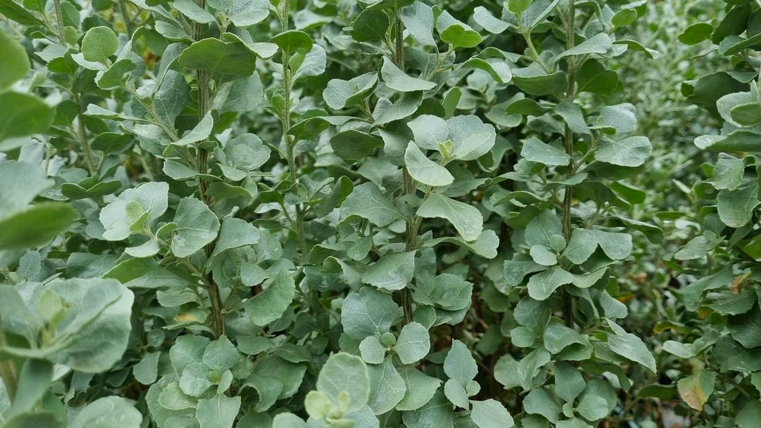 Green leaves of old man saltbush