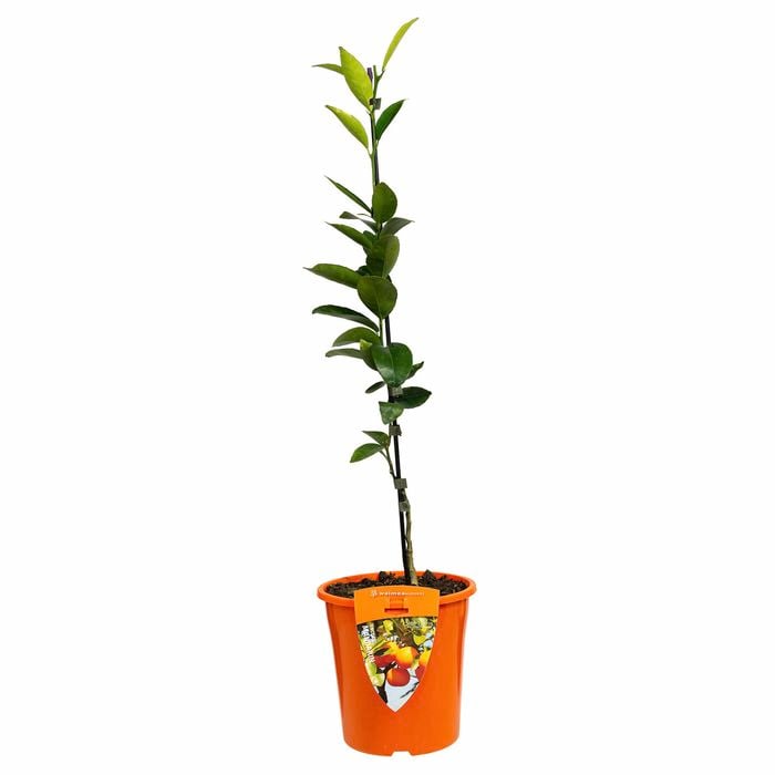 Plant Citrus Mandarin Encore 3.5l