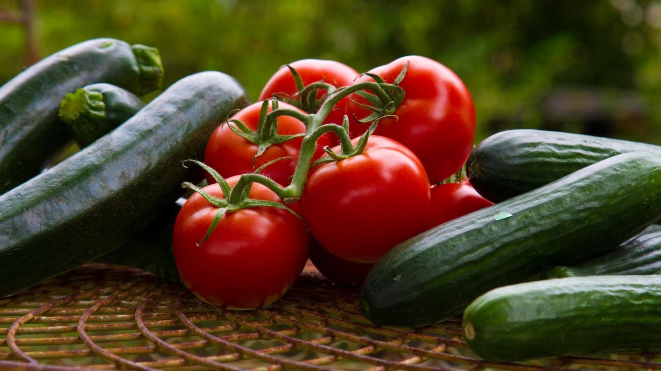 Cucumbers and tomatoes.