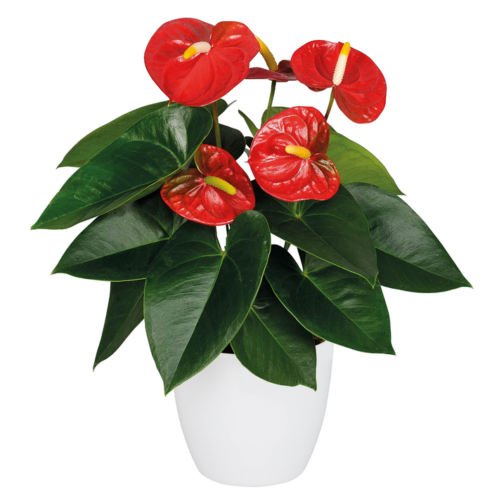 90mm Anthurium Royal Champion in Ceramic