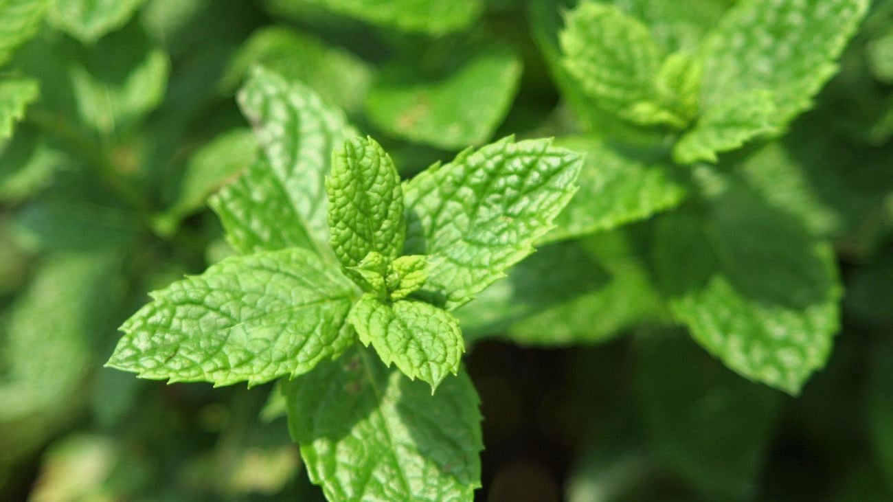 close up of a mint plant