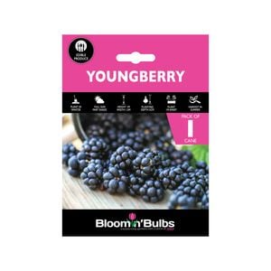Blomin' Bulbs Youngberry - 1 Pack