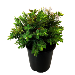 2.4L Hebe Wiri Mist - Shrubby veronica