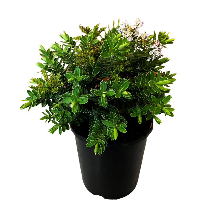 2.4L Hebe Wiri Mist - Shrubby veronica