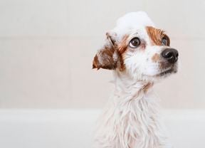 A small, white and brown dog with shampoo suds on its head and fur, looking up.