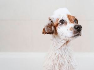 A small, white and brown dog with shampoo suds on its head and fur, looking up.