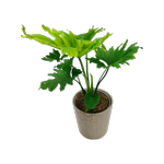 170mm Philodendron Hope in Ceramic Pot