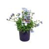 140mm Blue Dove - Polemonium pulcherrimum